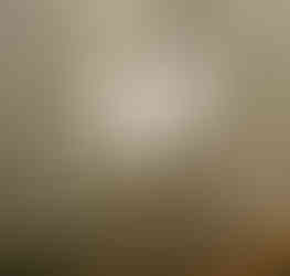 Na vltavském nábřeží v Kralupech nad Vltavou narazíte často i na labutě