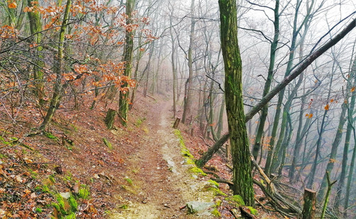 Stará cesta vedoucí vzhůru z údolí Divoké Šárky