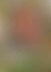 Hrob hokejového trenéra Ivana Hlinky na pražských Olšanech