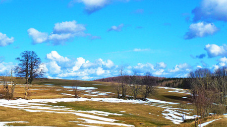 Starý strom na pastvinách u osady Müglitz