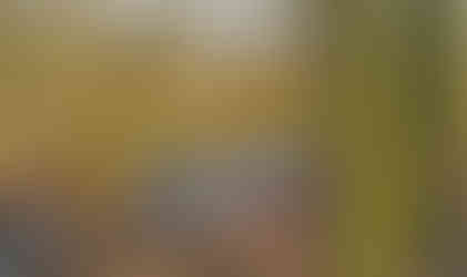 Přírodní památkou Milíčovský les a rybníky protéká Milíčovský potok