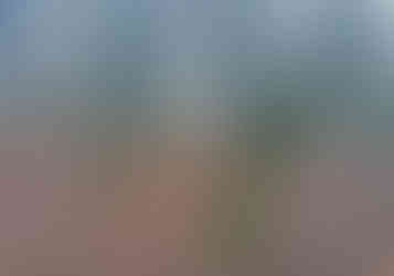 Staré stromy v Čimickém údolí