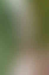 Hudební skladatelé Ilja Hurník a Petr Eben spočinuly na pražském Vyšehradě ve společném hrobě