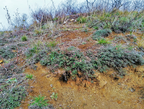 Jméno Syslík svědčí o tom, že dříve se tu tito hlodavci objevovali často, dnes se stáhli na nedalekou Ranou; v posledních letech se však znovu objevují nory až příliš nápadné těm syslím