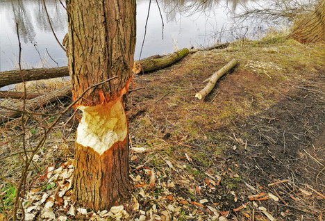 V Přírodní památce Modřanské a komořanské tůně je vidět, že Bobrům evropským chutná