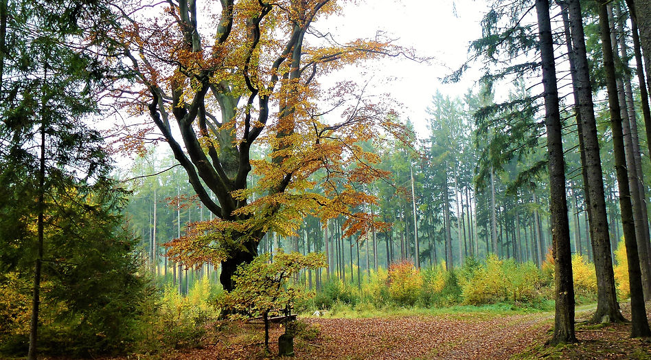 X - Buk v Oselcích (VP).JPG