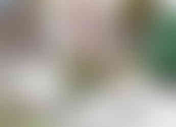 Samička páva na nádvoří zámku v Libochovicích byla k ozdobě svého nápadníka naprosto chladná