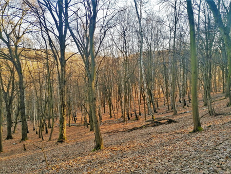 Typická habřina v lokalitě Přírodní rezervace Šance