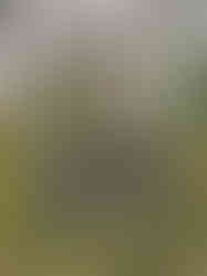 Hrob poslance a vydavatele Národních listů Julia Grégra na Olšanských hřbitovech