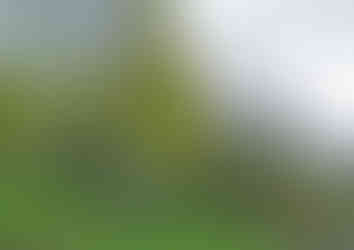 Březová alej pod Lipskou horou