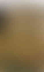 Místo odpočinku velkého českého herce Radovana Lukavského na pražských Olšanech