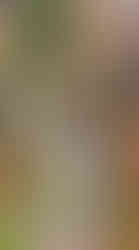 O dalších gólech možná na Vyšehradě sní i slavný fotbalista Pepi Bican