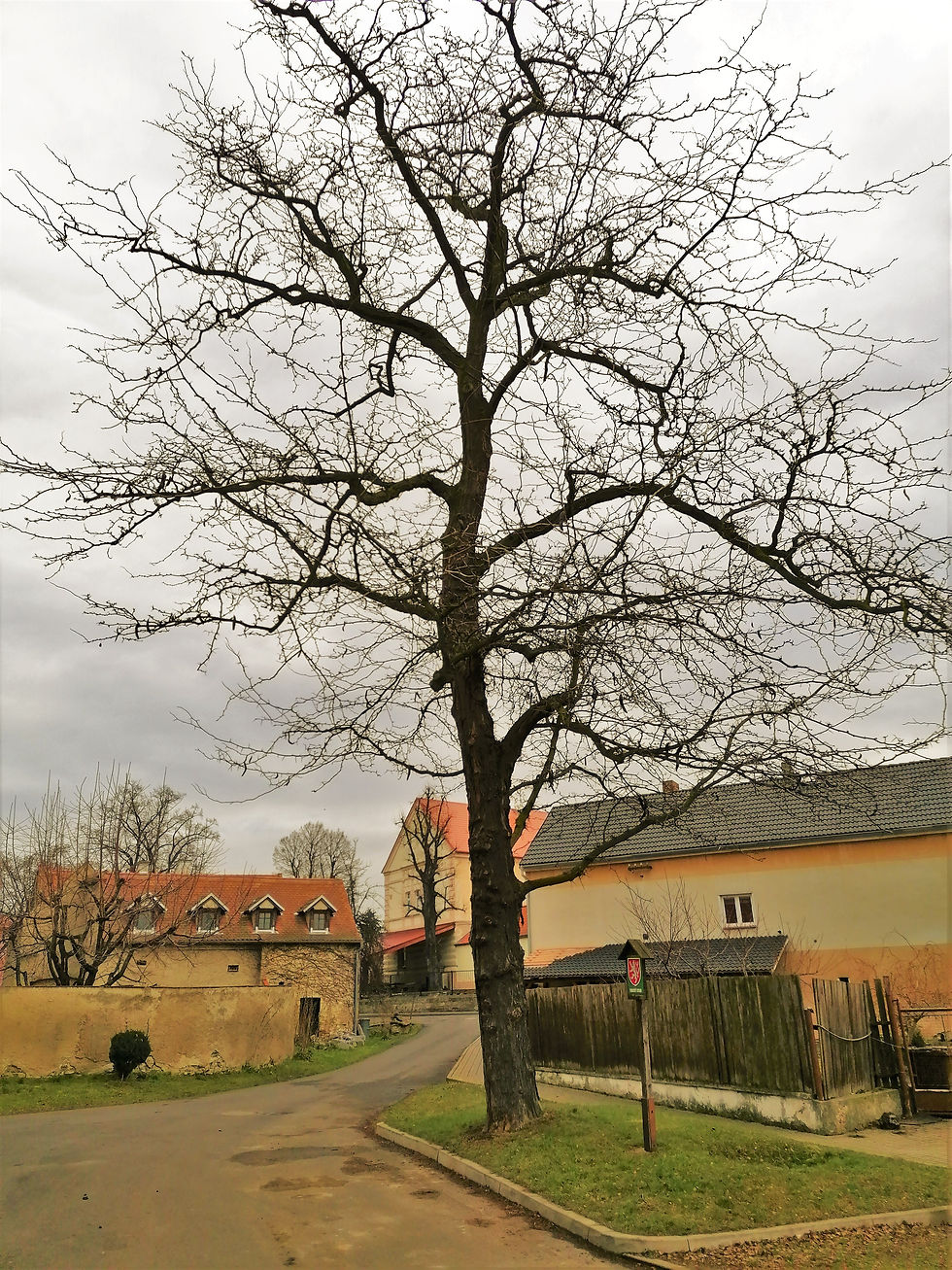 Památný strom Dřezovec trojtrnný ve Slavětíně nad Ohří