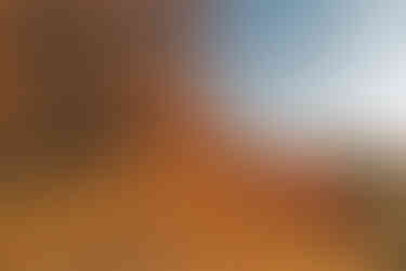 Typický šípákový porost v Přírodní rezervaci Kulivá hora