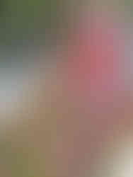 Růžový mramor zdobí hrob básníka Jiřího Muchy, syna malíře Alfonse Muchy, a jeho britské ženy Geraldiny, hudební skladatelky