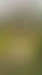 Hrob zakladatele hereckého klanu Jana Nepomuka Štepánka na pražských Olšanských hřbitovech