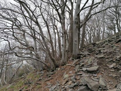 Skupina buků u cesty na vrchol Kletečné