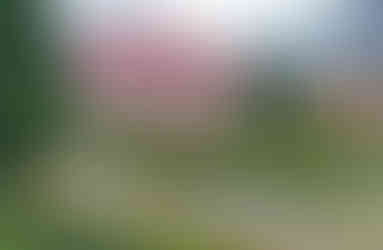 Libochovická zahrada byla údajně prvním místem v Čechách, kde se začalo s tvarováním ovocných stromů