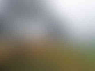 Alej směřující k židovskému hřbitovu v Čížkovicích