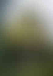 Pohled ze zahrady na Rothmayerovu vilu