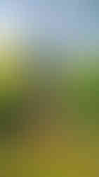 Oldřichův dub - nádherný svědek historické legendy na Peruci