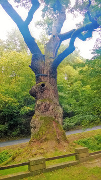 Oldřichův dub - nádherný svědek historické legendy na Peruci