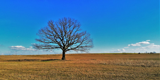 Unikátní dub v polích mezi Točnou a Cholupicemi
