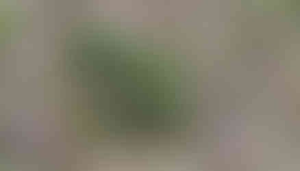 Ukázka slepenců v Přírodní památce Modřanské rokle