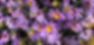 IMG-2143_edited.jpg