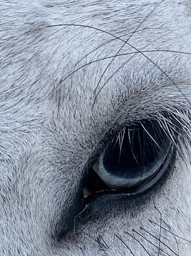 Trusting Connections Star close up of her blue eye