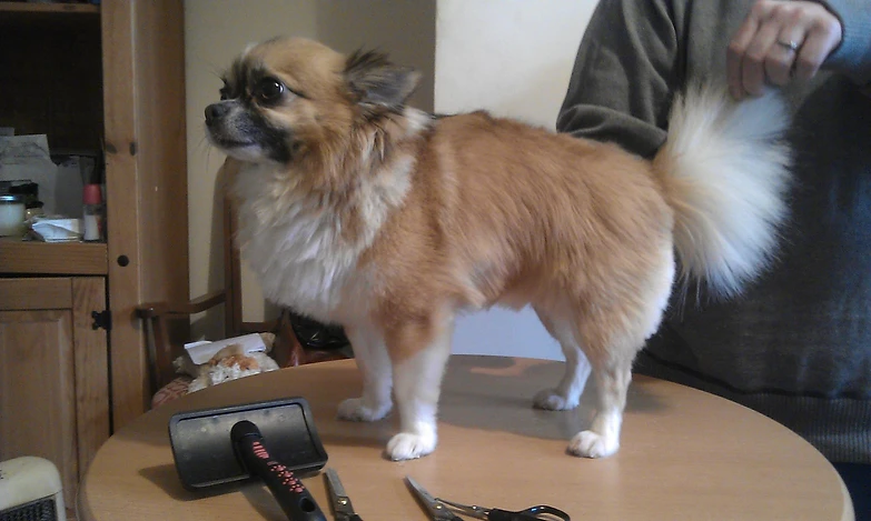Gallery Lbdoggrooming