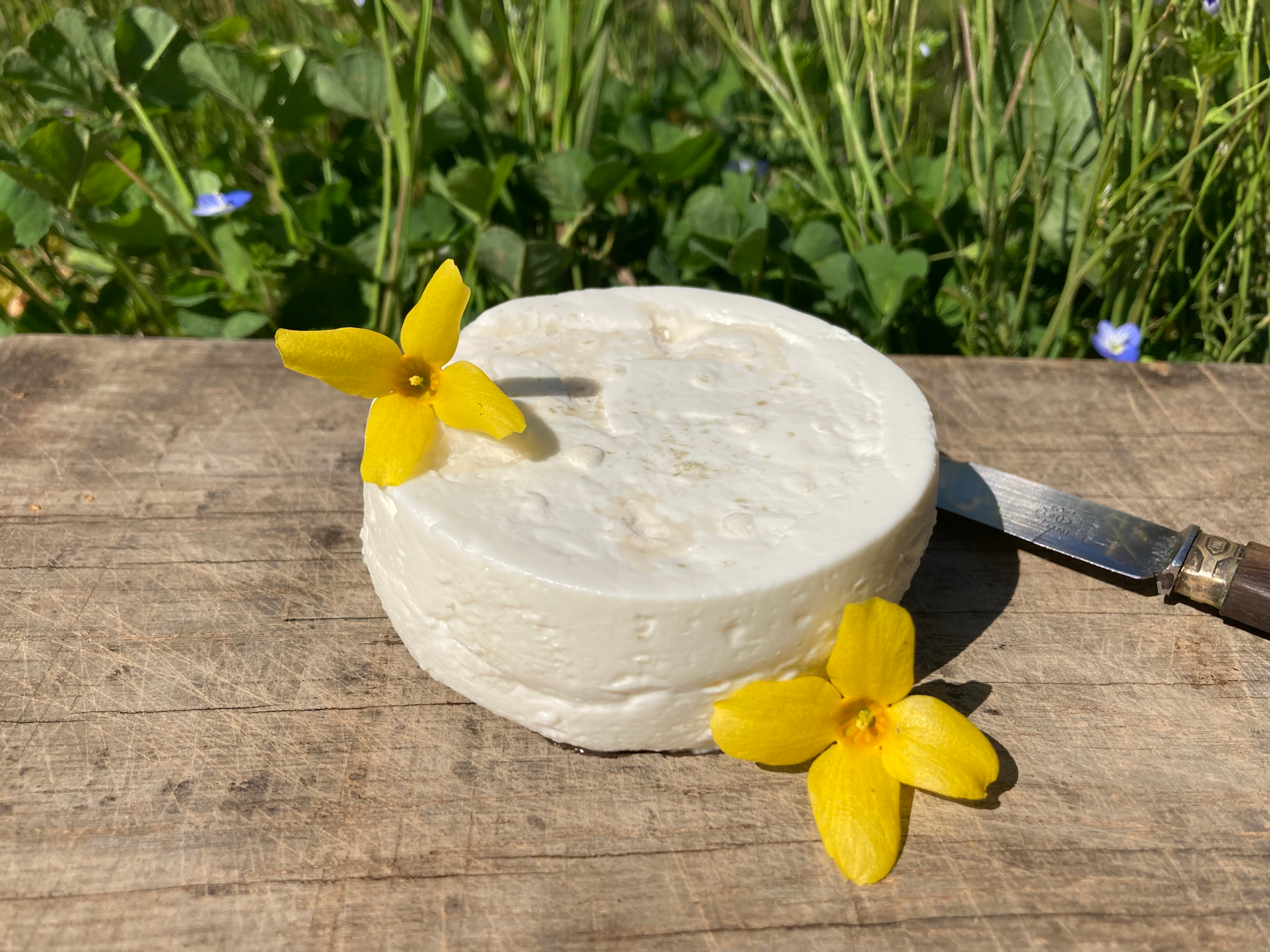 fromage frais de chèvre bio