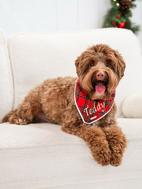 Teddy Christmas.jpg