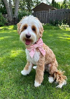 Tilly 3.jpeg