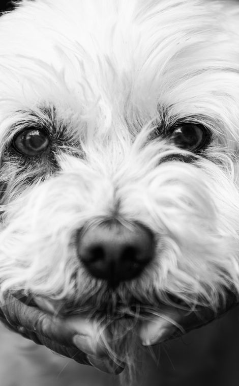 Ein starkes schwarz-weiß Portraits eines Hundes. Die Hände der Besitzerin umrahmen seinen Kopf. Das Bild spricht von viel Liebe und Verbindung. Saskia Ann Fotografie