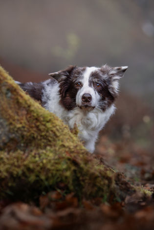 Bodercollie steht hinter einem Felsen aus Moos und schaut hervor