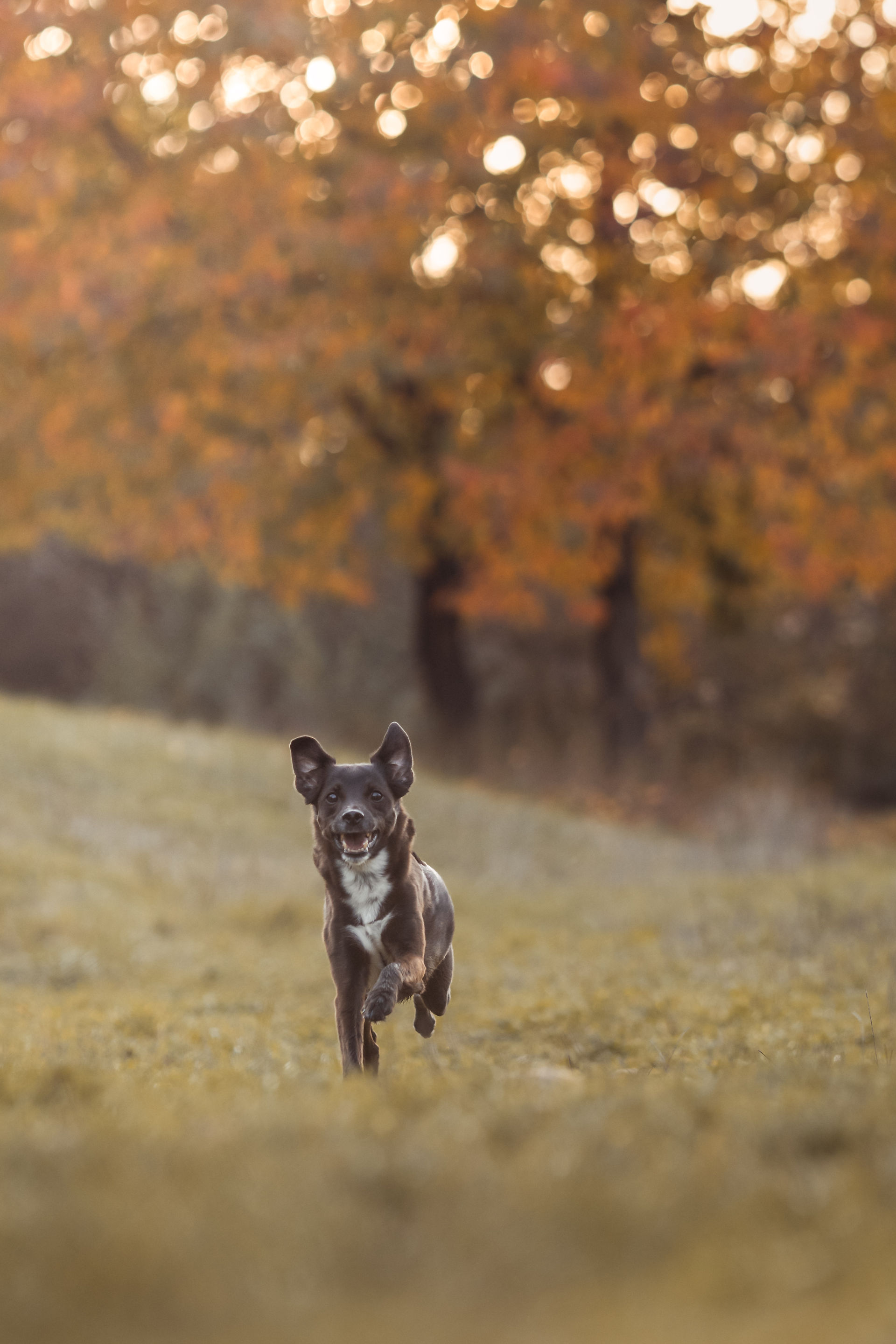 Ein kleiner schwarzer Hund läuft freudig über eine herbstliche Wiese. Man sieht wie glücklich er ist. Saskia Ann Fotografie in Salzburg