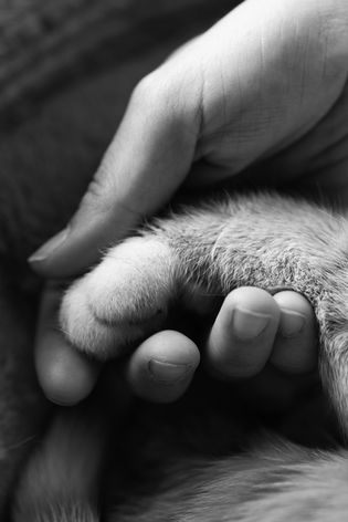 Eine Hand hält sanft die Pfote einer Katze. Liebevolle Katzenfotografie in Salzburg. Saskia Ann Fotografie