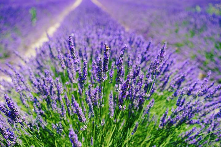 About Lavender