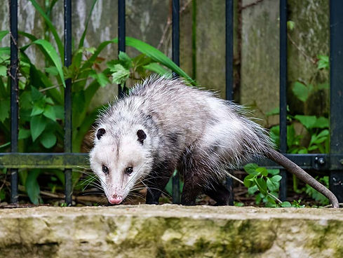 Opossum - Humane removal and relocation