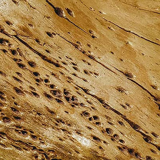 Wood surface with holes and cracks
