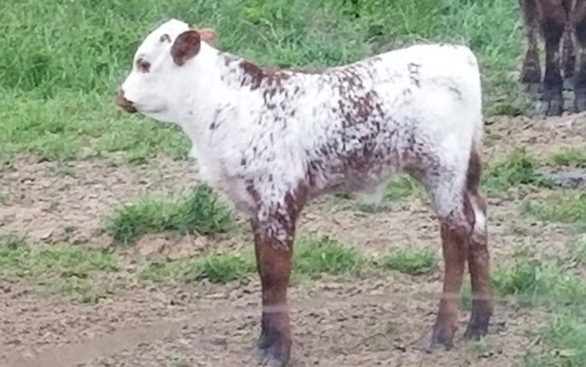 DEVIL SPICE X ANNEX BULL (2).jpg