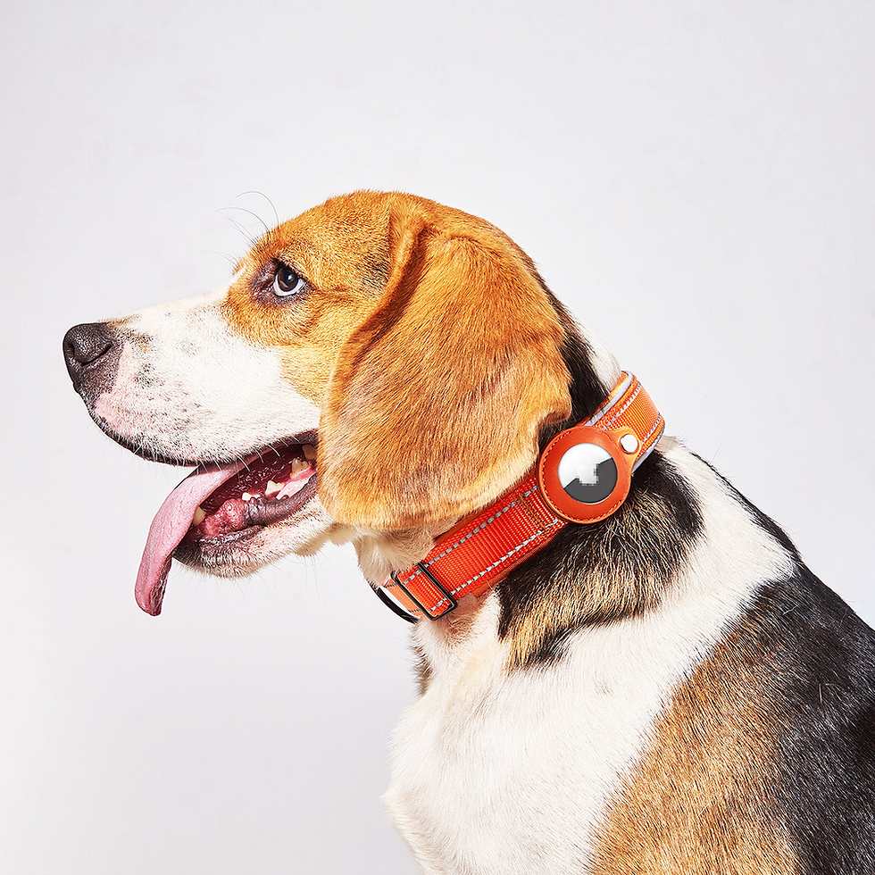 Thumbnail: Leather Dog Collar AirTag