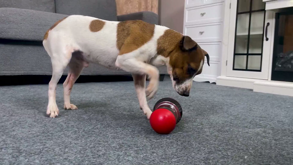 Thumbnail: Dog Puzzle Toy Adjustable Treat Dispensing Ball Food