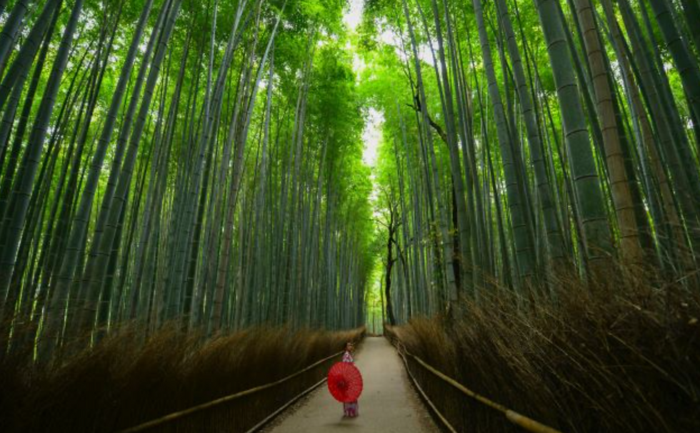 bamboo forest japan