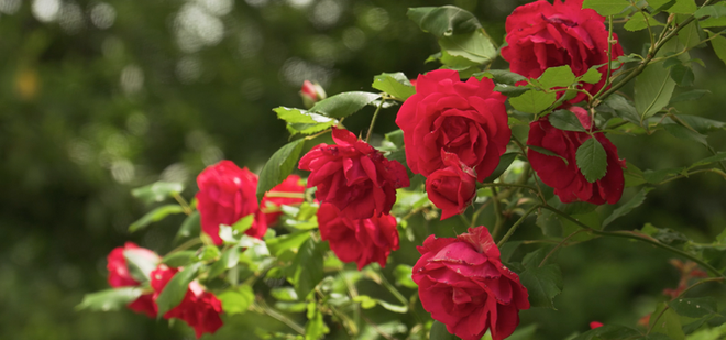Red roses blooming in the gardens of a French château.