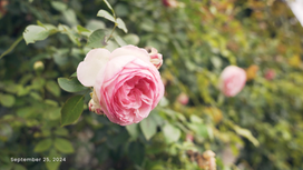 pink rose chateau garden dordogne wedding