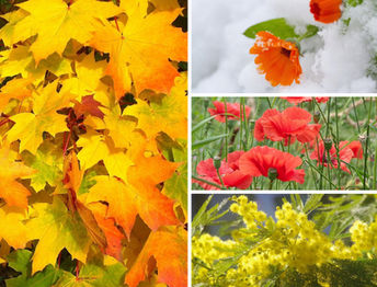 Du nouveau pour l'Automne