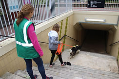 Mantrailing Simplicite canine.JPG
