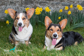 Dog Photography in Wales